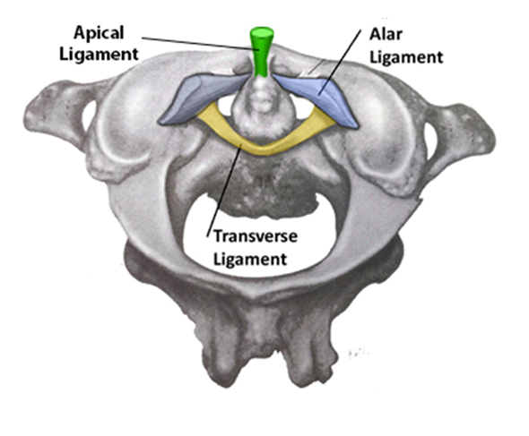 ligaments alaires